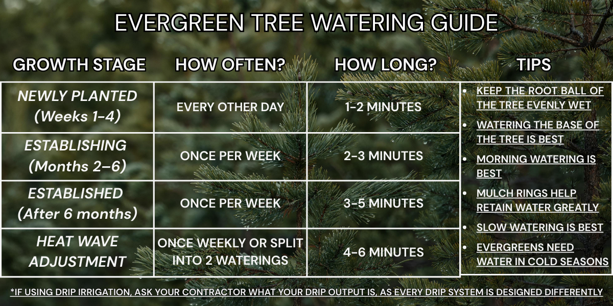 Evergreen tree watering guide: watering schedule by growth stage, frequency, and duration.