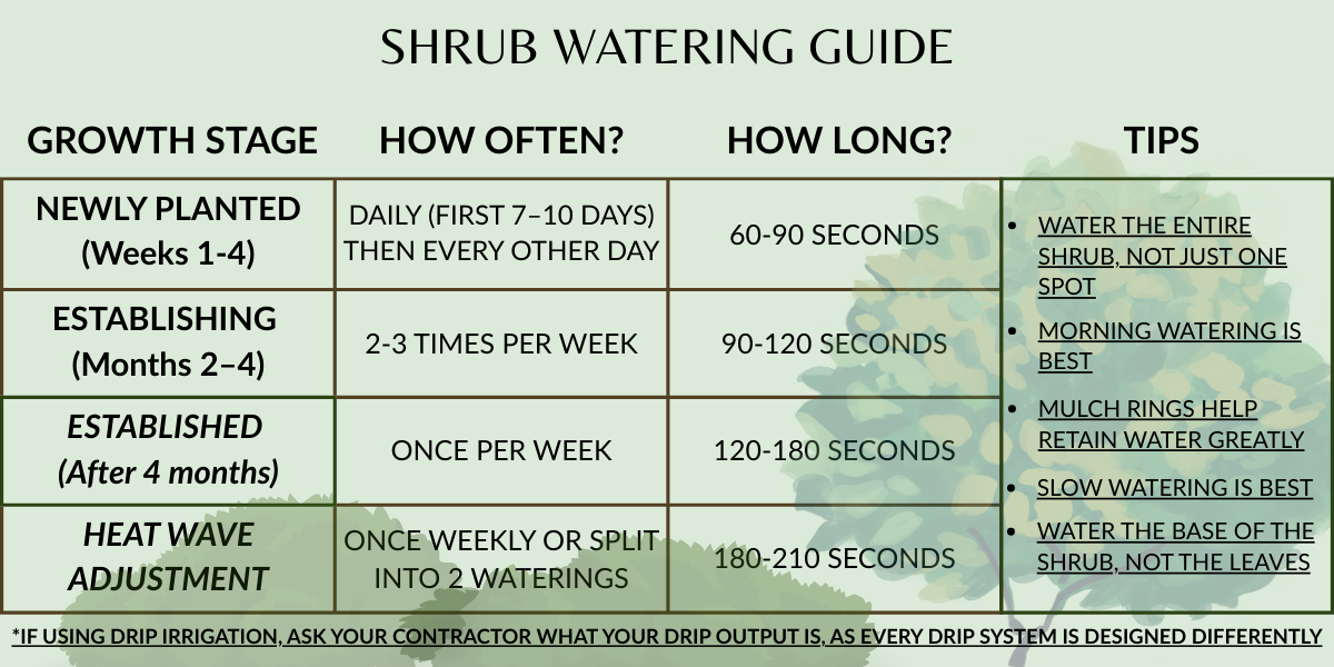 Shrub watering guide with growth stages, watering frequency, duration, and tips.