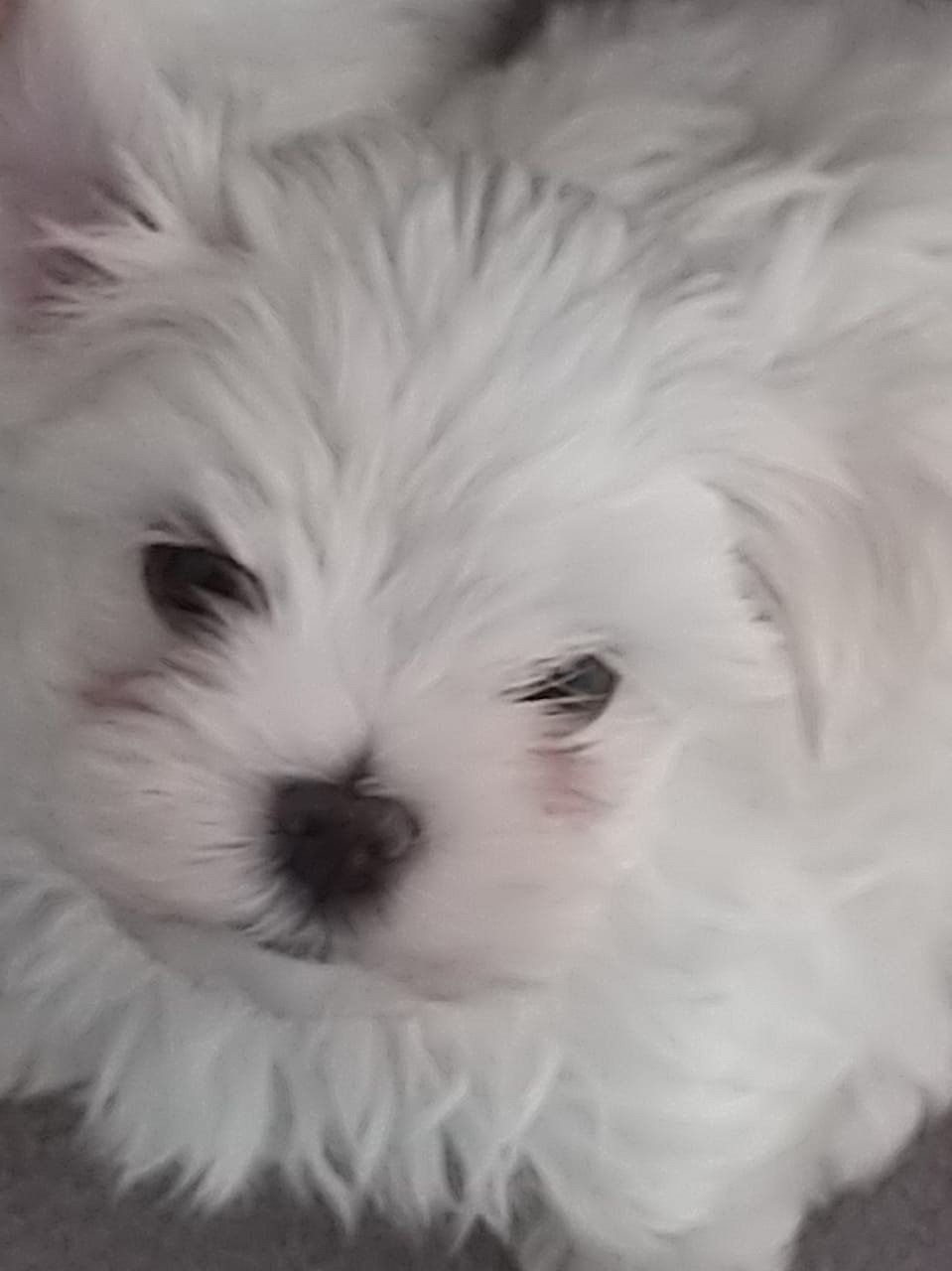 venta de perros maltes