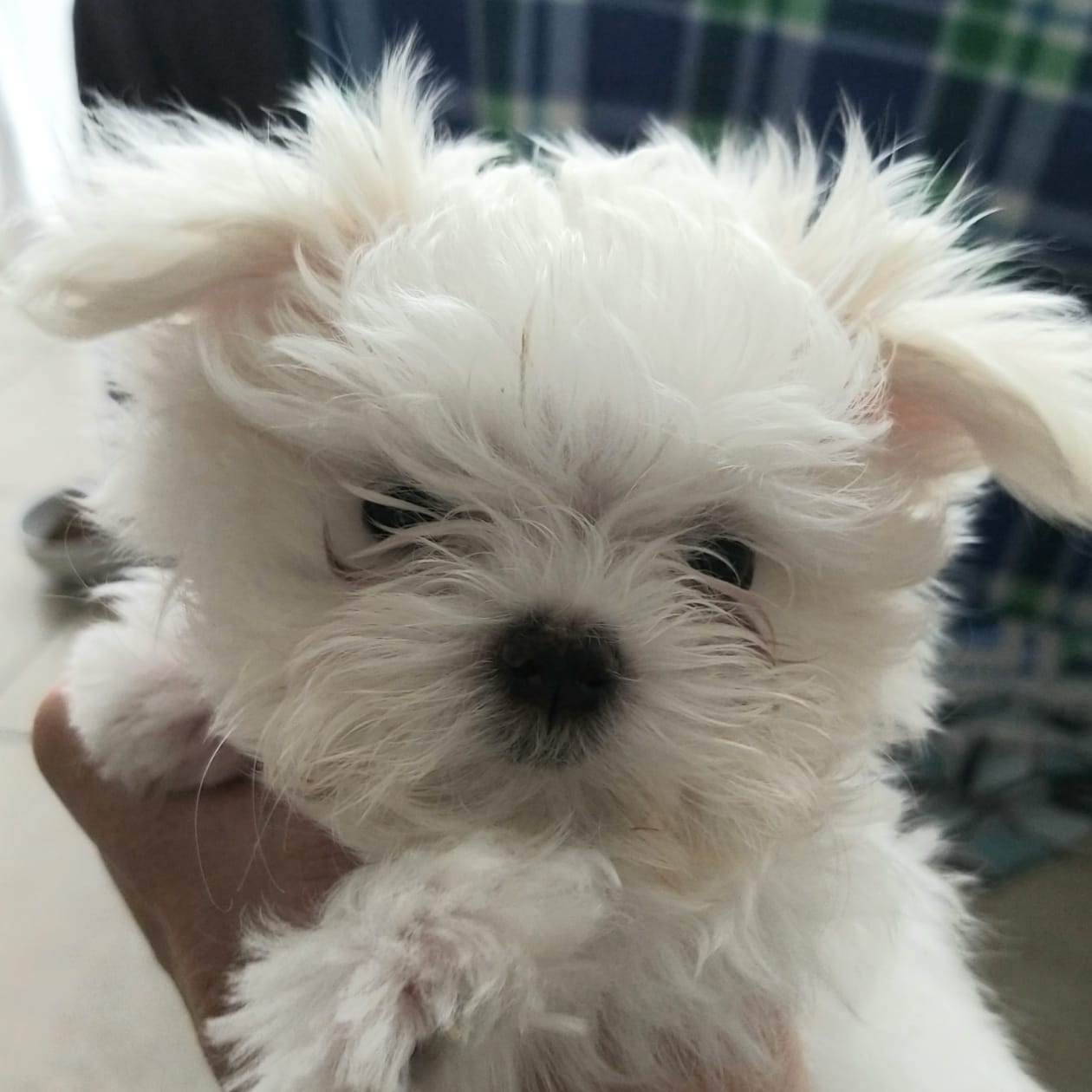 venta de perros maltes