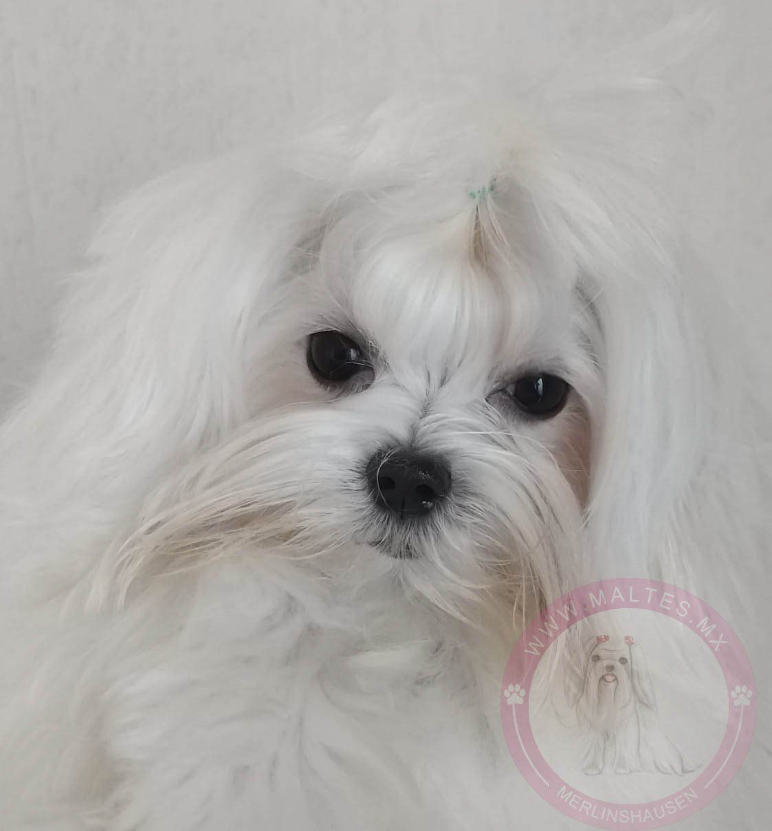 bichon maltes mini en venta