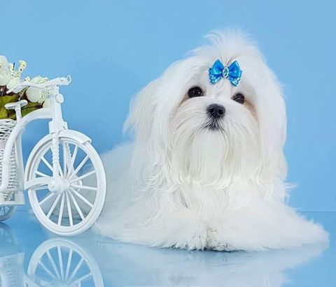bichon maltes mini toy en Baja California