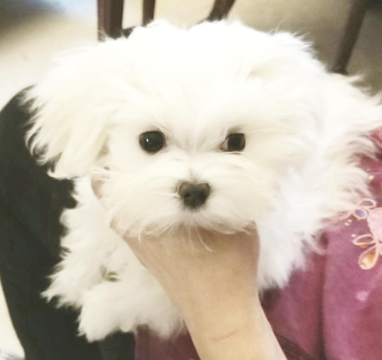 venta de perros maltes