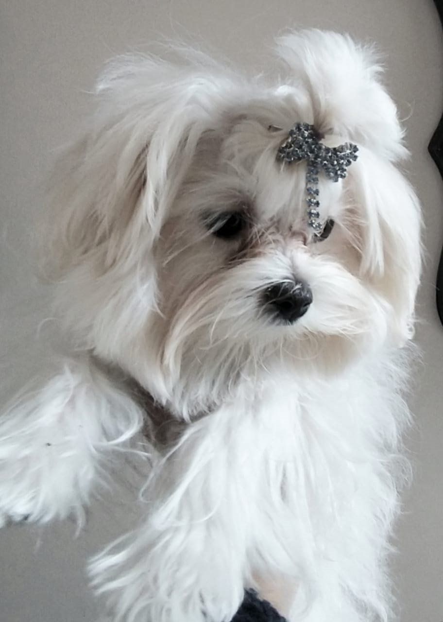 venta de perros maltes