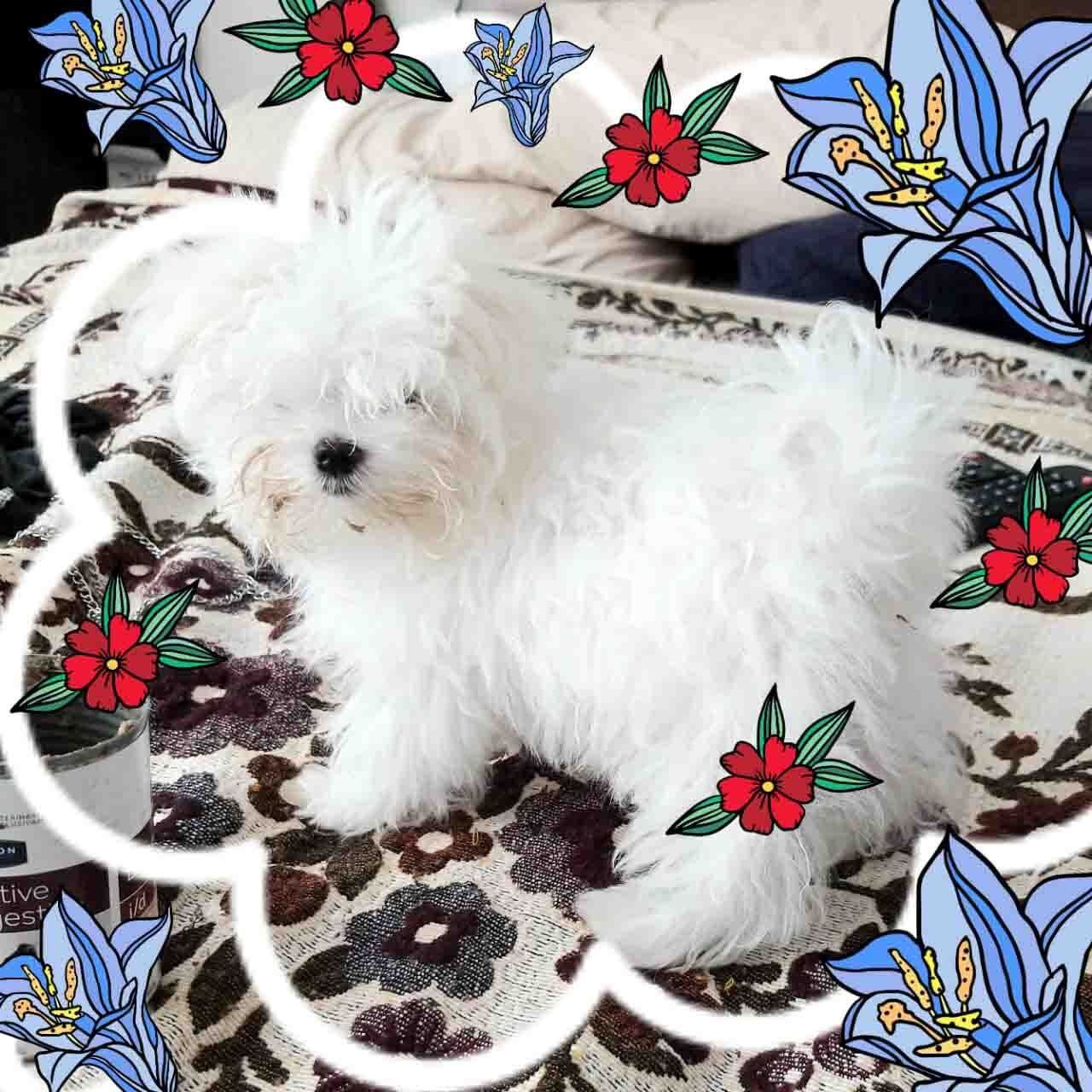 venta de perros maltes