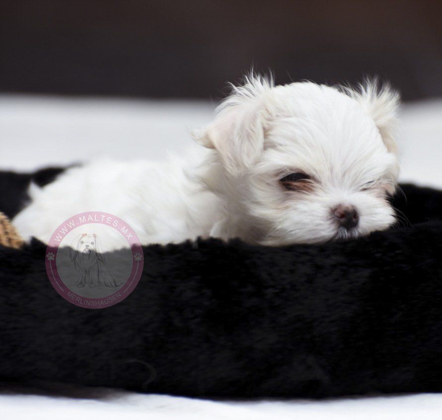 cachorro maltes en venta
