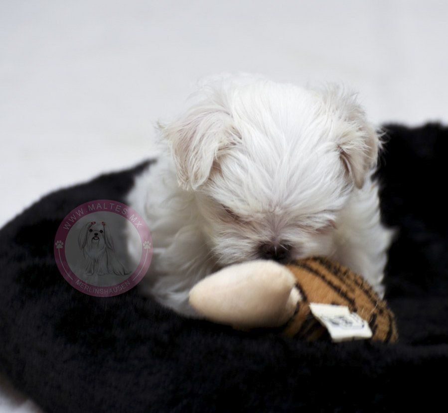 cachorro maltes en venta