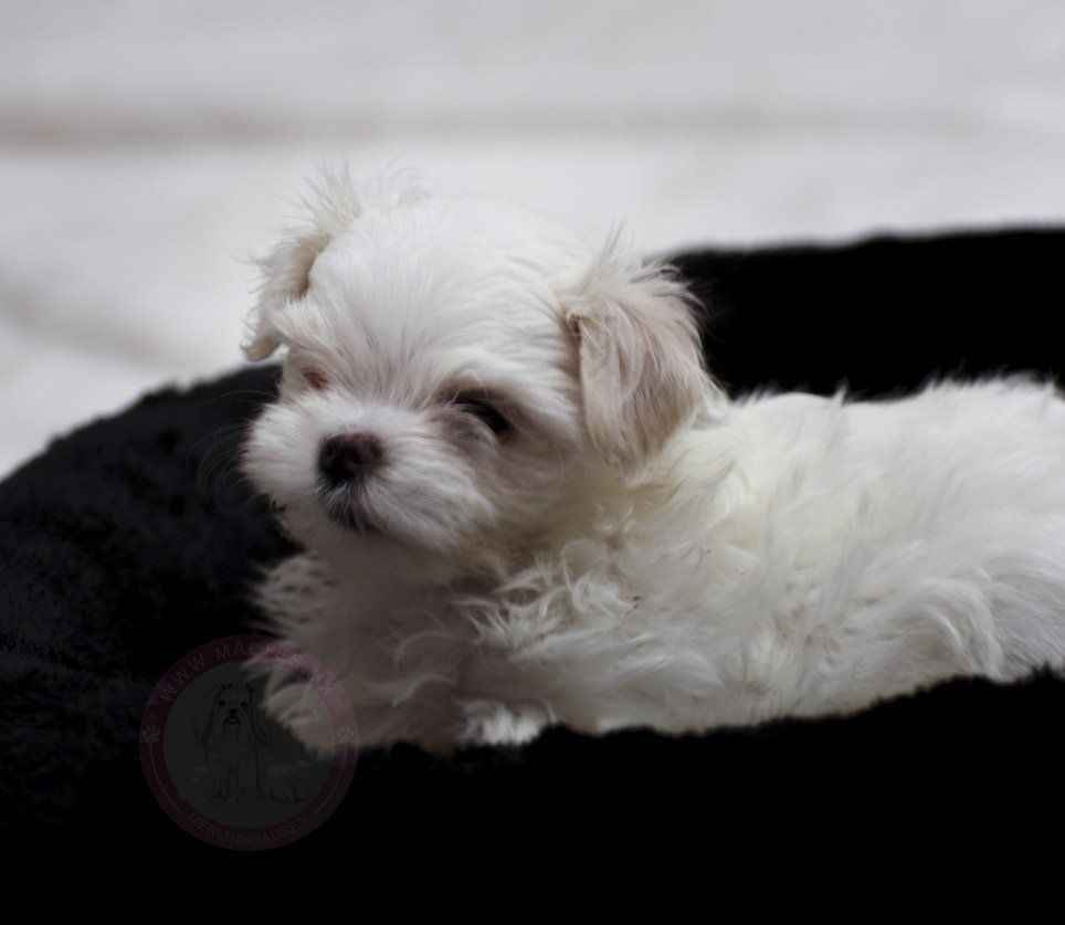 cachorro maltes en venta