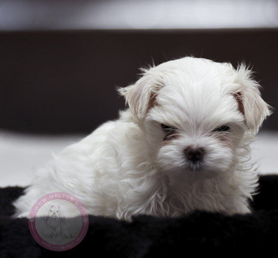 cachorro maltes en venta