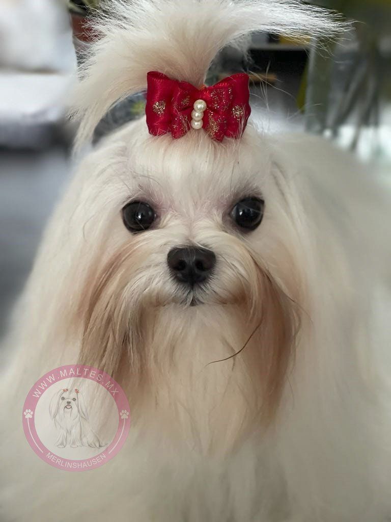 cachorros maltes en venta