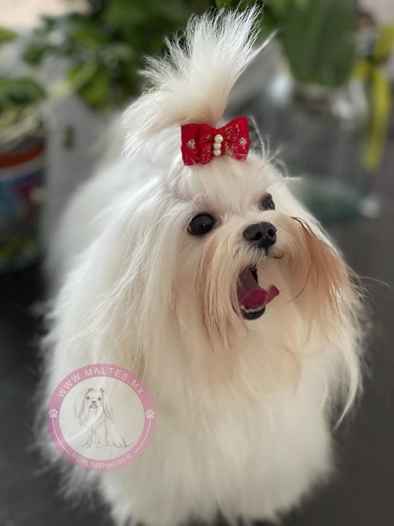 cachorros maltes en venta