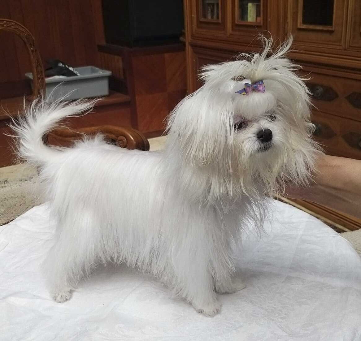 venta de perros maltes