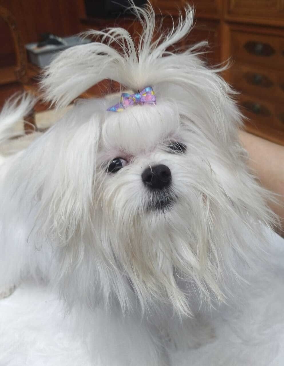 venta de perros maltes