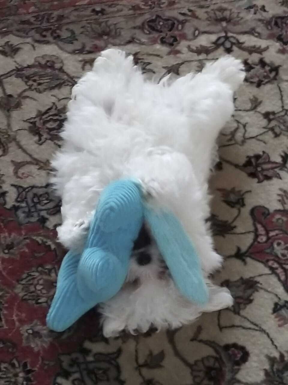 venta de perros maltes