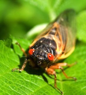 17- Year Cicadas are Coming to the DC Area Soon!