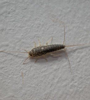 Five Common Bathroom Insects and What to Do About Them!