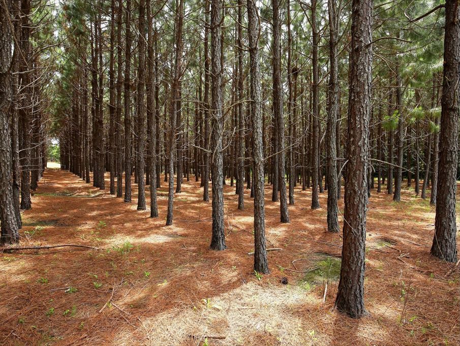 Forestry Mulching – Stokesdale, NC – Bollman Landscape LLC