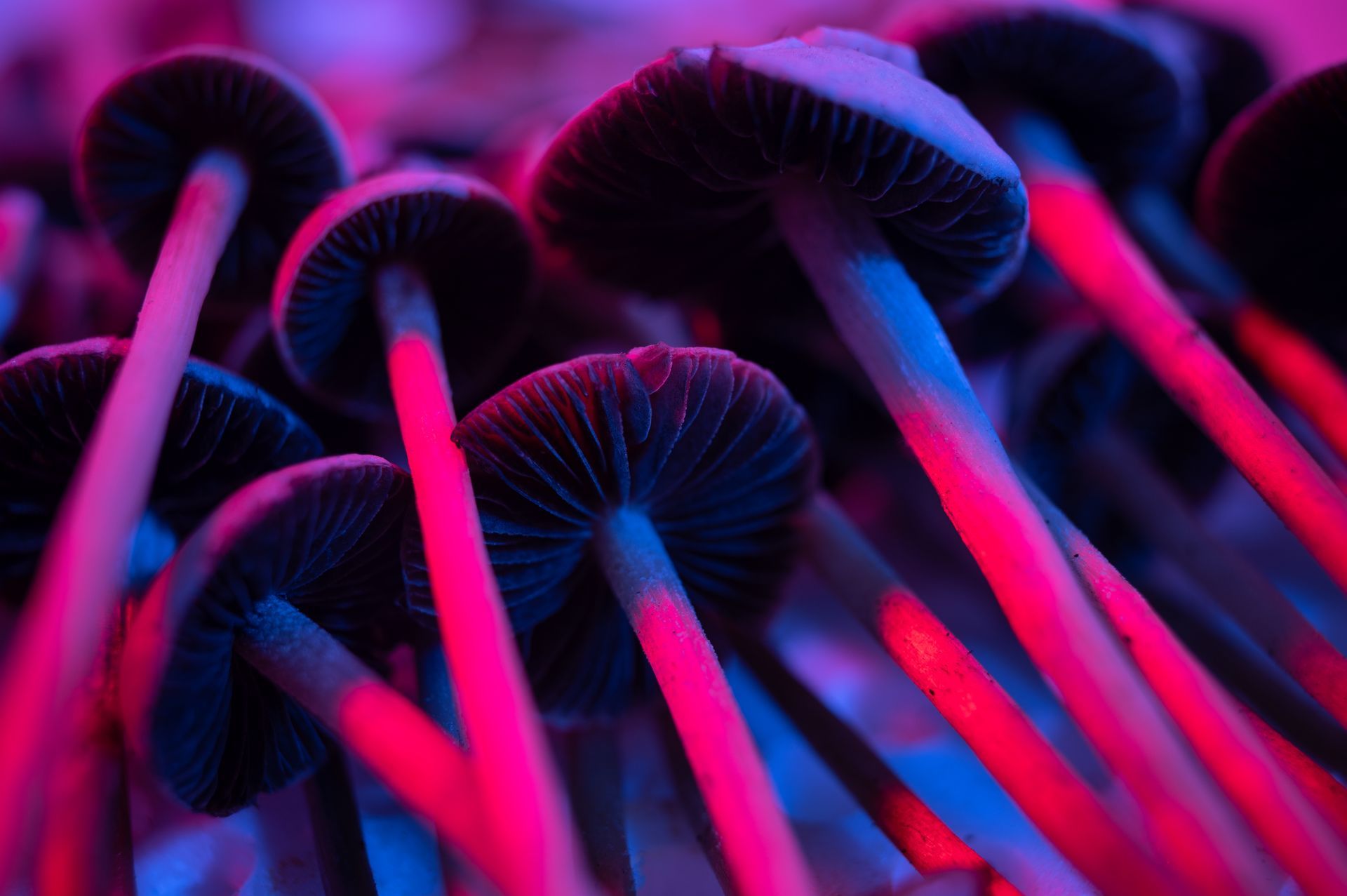 psychedelic mushrooms
