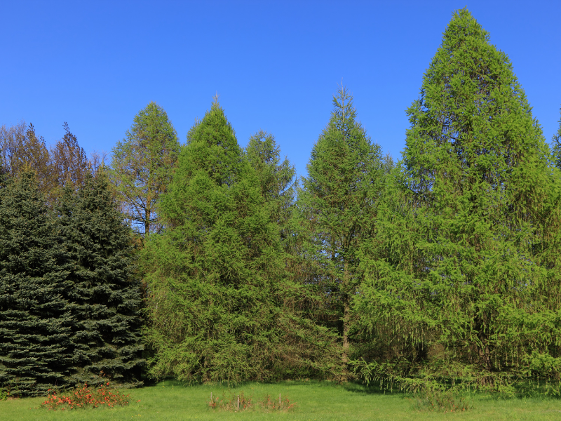 Group of conifer trees with blue sky background