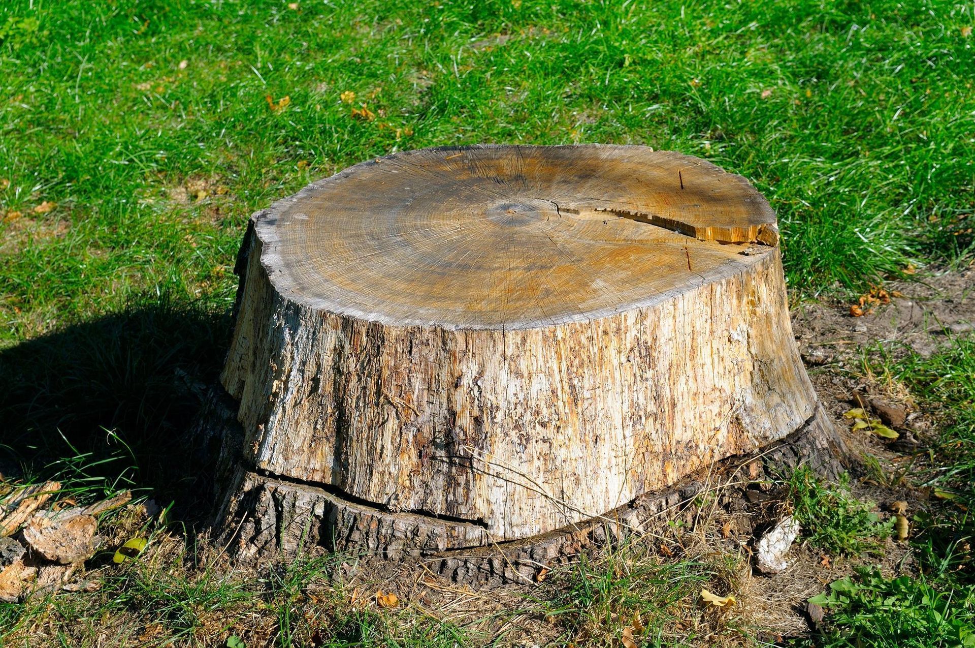 A large tree stump sitting on top of a lush green field.