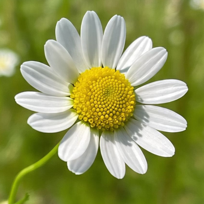 Chamomile flower
