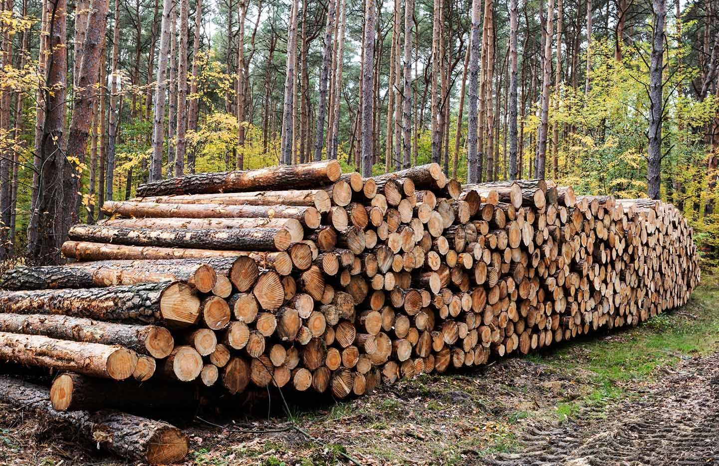 Logging services — Washington, ME — Family Traditions Logging and Excavation