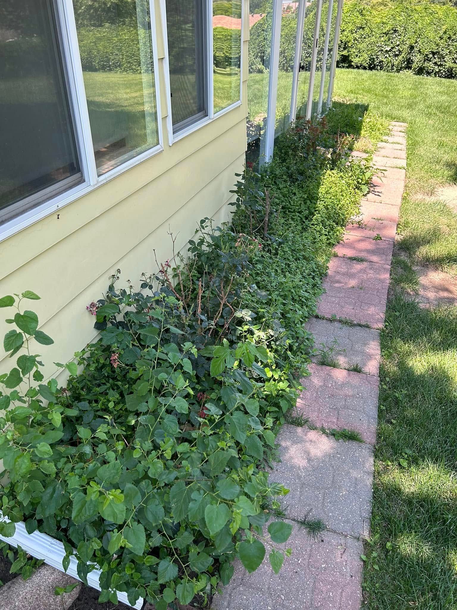 Green shrubs line the base of a yellow building next to a brick path, under a row of windows.