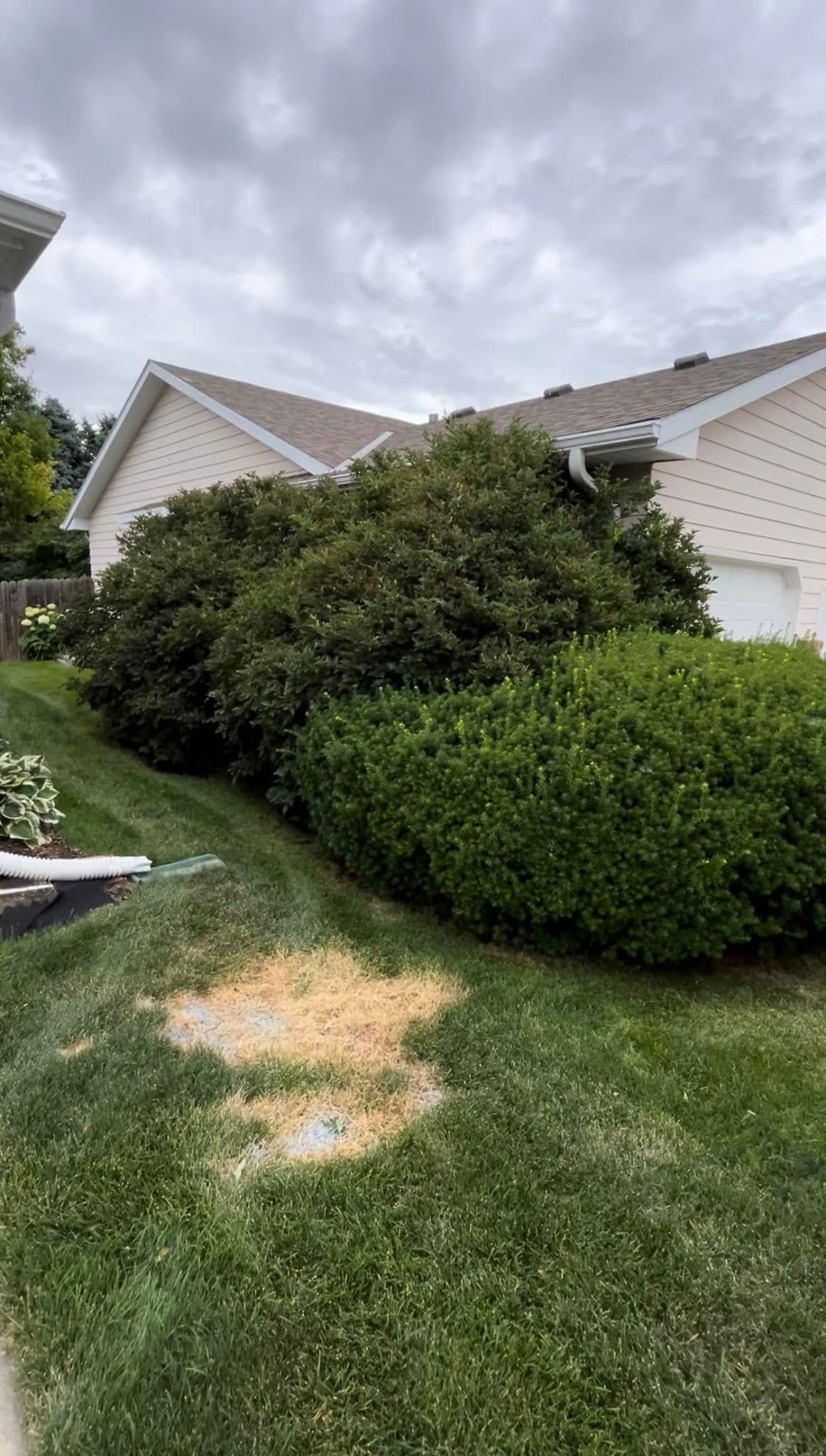 Lush green bushes line a grassy yard next to a house, under a cloudy sky.