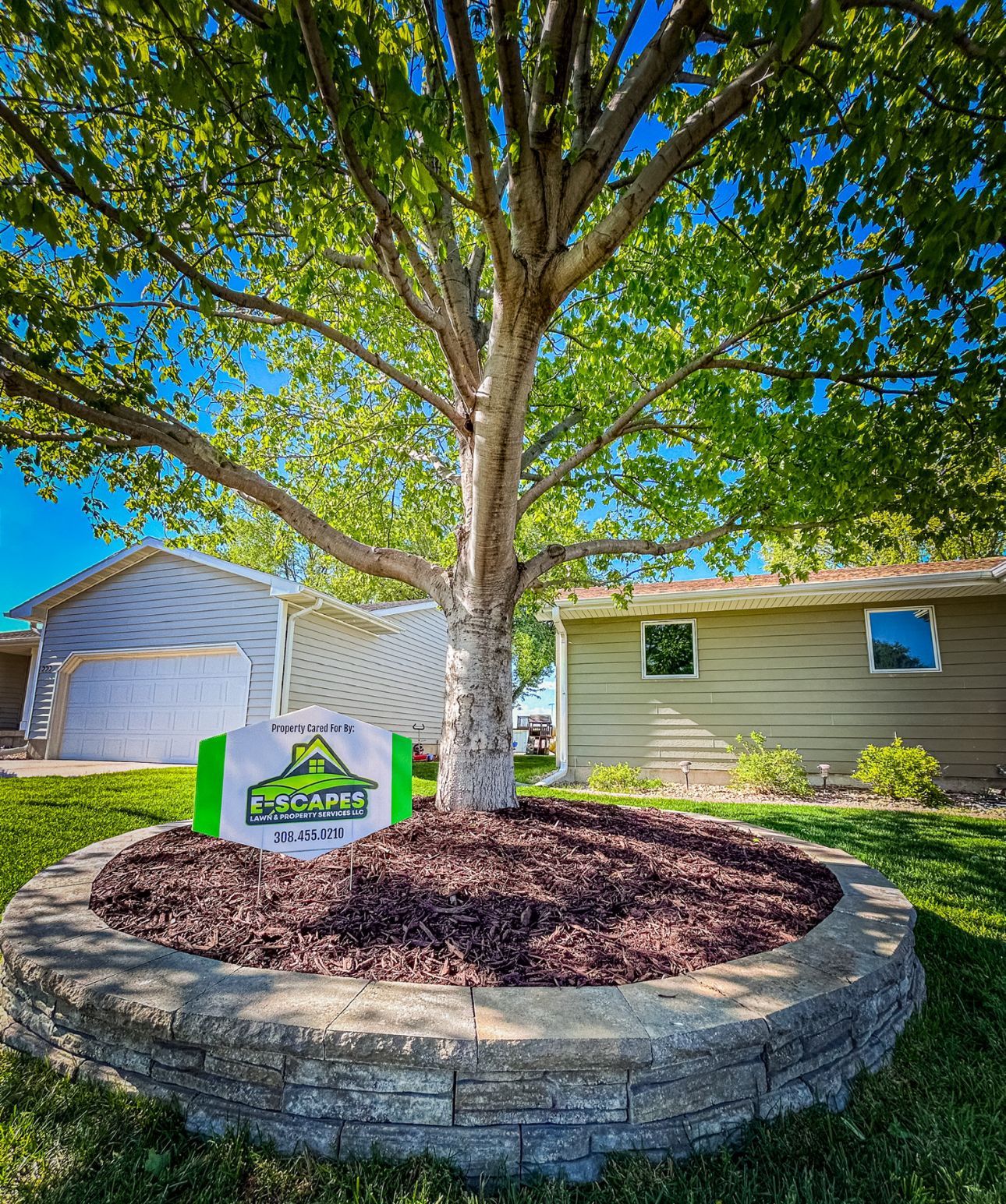 A tree surrounded by a stone border with dark mulch, in front of houses on a sunny day.