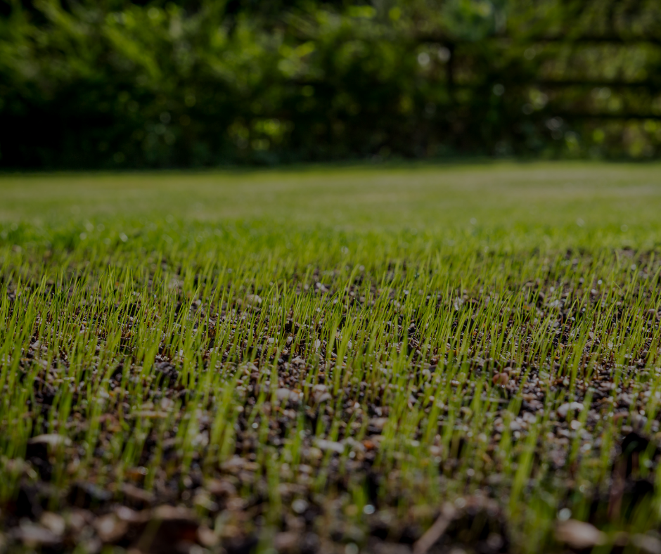 Close-up of new grass sprouts emerging from dark soil in a sunny yard.