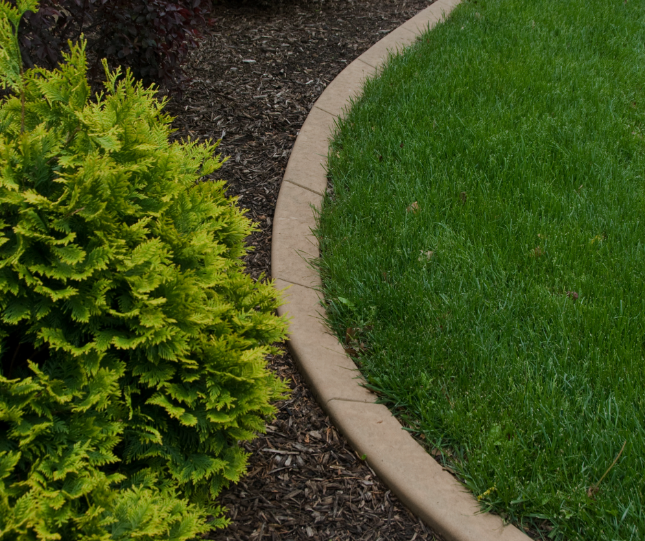 Green lawn and shrub border with a curved concrete edging.