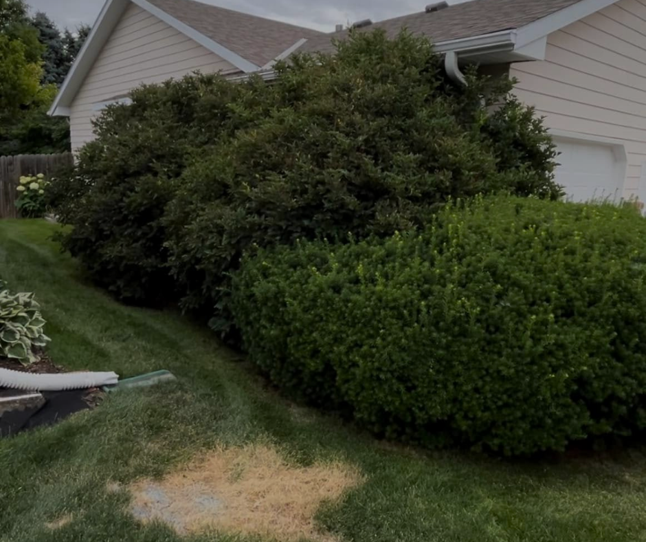 Green bushes in front of a tan house and garage with overcast sky.
