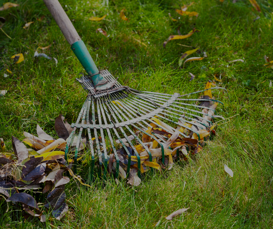 A rake gathering fallen brown and yellow leaves on a green lawn.
