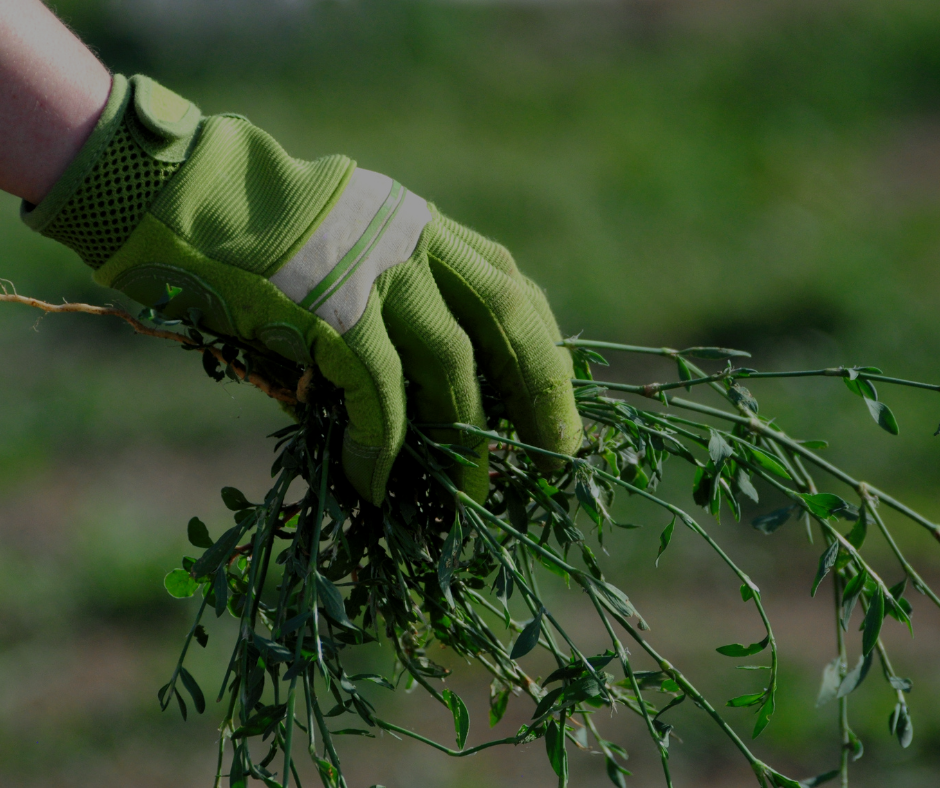 Hand in green gardening glove holding a bunch of weeds, outdoors.