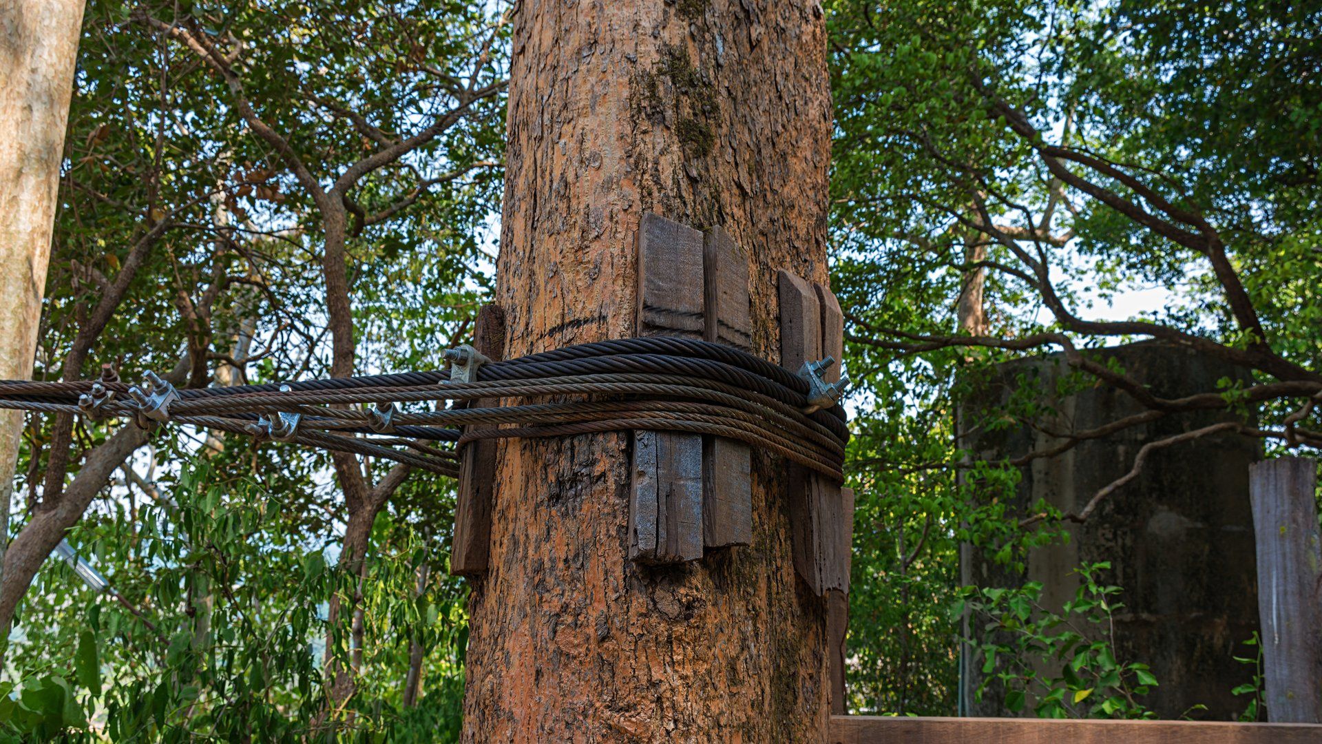 Tree Cabling and Bracing in Newark, OH | Davis Tree & Stump Service