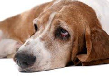 Sad Dog — Animal Care Sydney in Castle Hill, NSW
