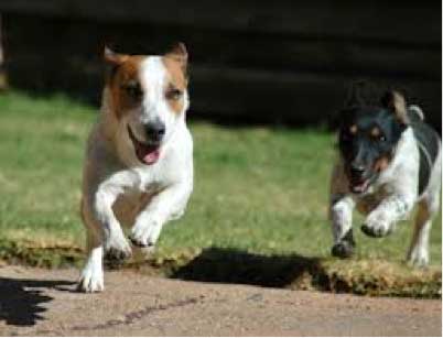 Two Dog Running — Animal Care Sydney in Castle Hill, NSW