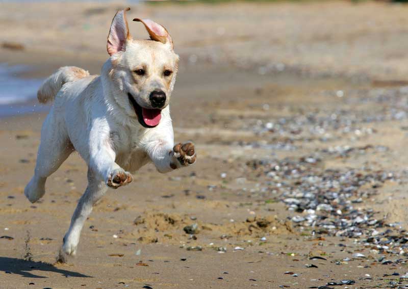 Running White Dog — Animal Care Sydney in Castle Hill, NSW