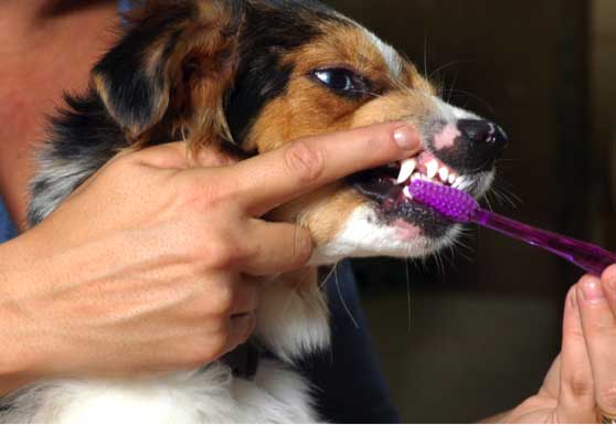 Dog Brushing Teeth — Animal Care Sydney in Castle Hill, NSW