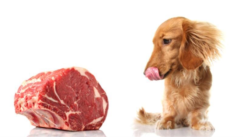 Dog With Meat — Animal Care Sydney in Castle Hill, NSW