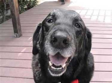 Smiling Black Dog — Animal Care Sydney in Castle Hill, NSW