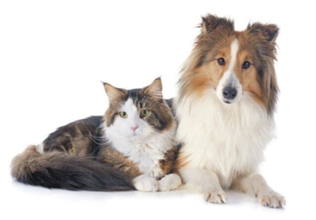 Cat And Dog — Animal Care Sydney in Castle Hill, NSW