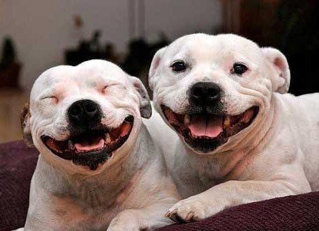 Two Smiling Dogs — Animal Care Sydney in Castle Hill, NSW