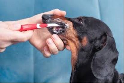 Dog Organic Dental Paste — Animal Care Sydney in Castle Hill, NSW