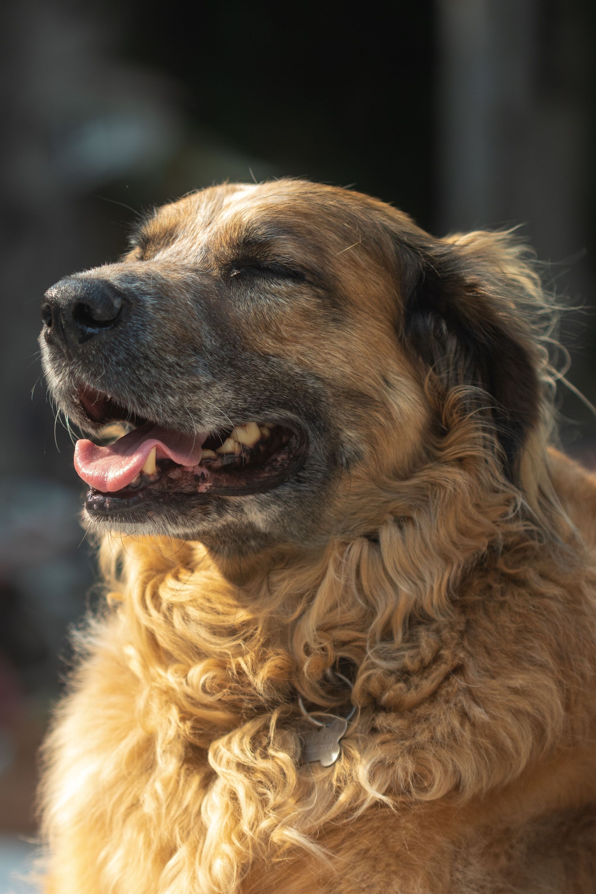 Smiling Black Dog — Animal Care Sydney in Castle Hill, NSW Smiling Black Dog — Animal Care Sydney in Castle Hill, NSW