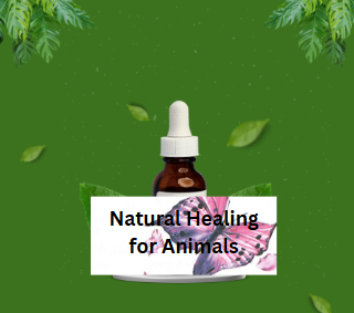 Medicine Bottle — Animal Care Sydney in Castle Hill, NSW