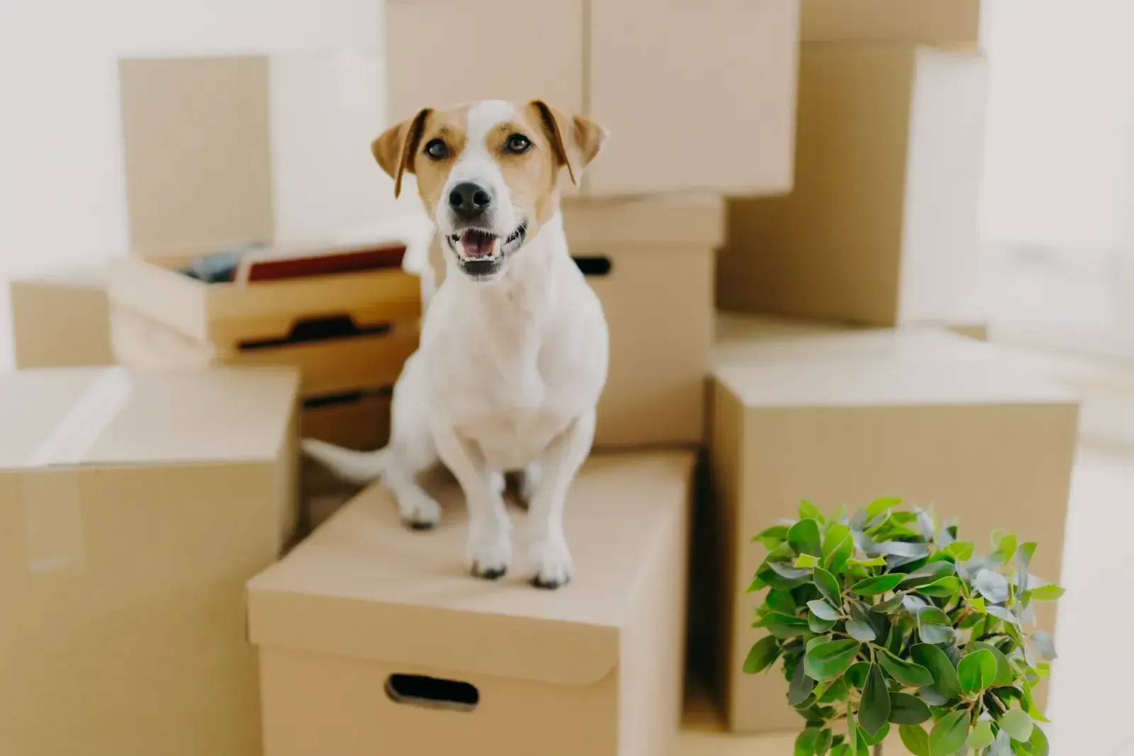 A Jack Russell Terrier stands alert on a stack of brown cardboard moving boxes in a bright room with a small green plant.