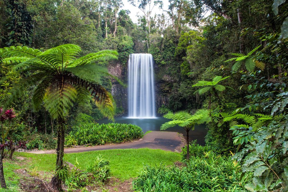 A Waterfall in the Middle of a Lush Green Forest Surrounded by Trees — FNQ Hot Water In Atherton, QLD