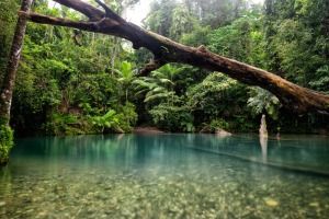 A Tree Branch is Hanging Over a Body of Water in the Middle of a Forest — FNQ Hot Water In Port Douglas, QLD