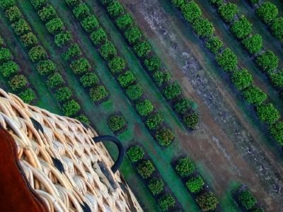 A Hot Air Balloon is Flying Over a Field of Green Plants — FNQ Hot Water In Mareeba, QLD